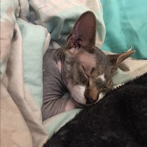 Dracula, the cutest and wildest sphynx. 🖤